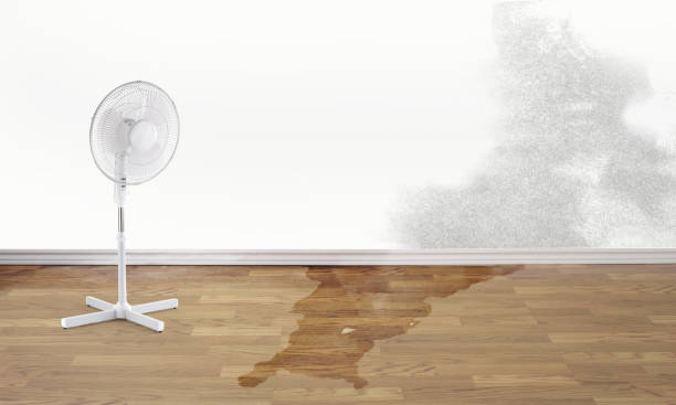 Best Mold removal after water damage  in Waterville, OH